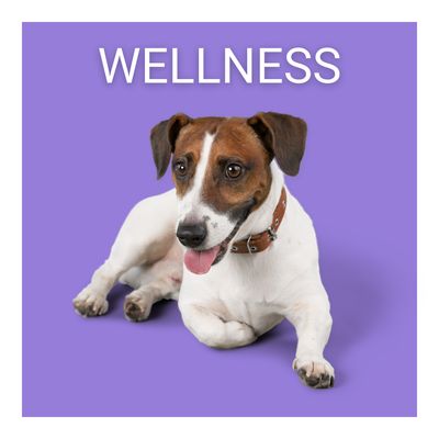 Grooming, Health, &amp; Clean Up