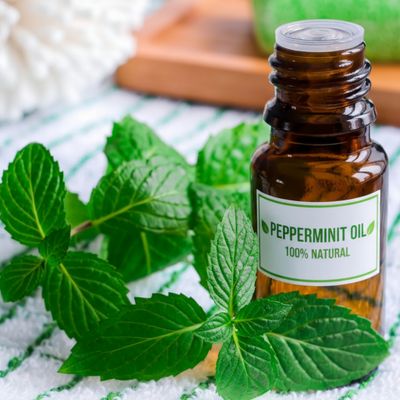PEPPERMINT OIL 100% NATURAL