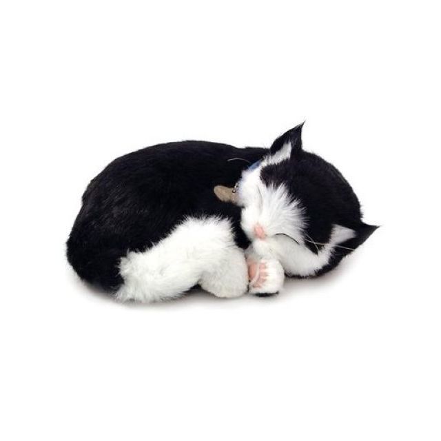 Perfect Petzz Kitten
