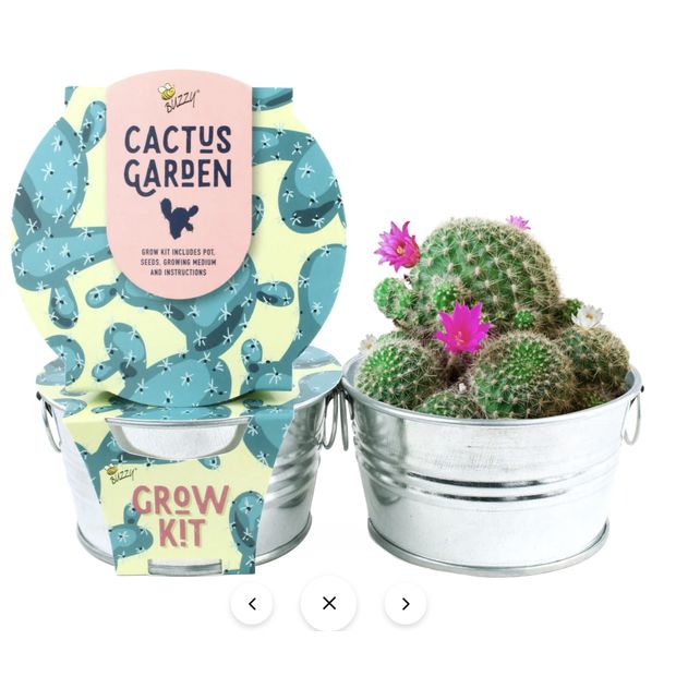 Cactus Grow Kit