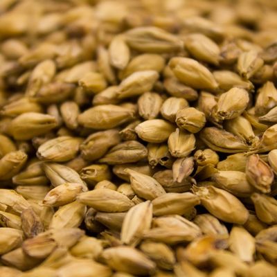 Barke Munich (1 lb.)