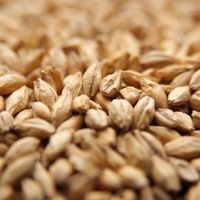 CaraFoam (1 lb.)