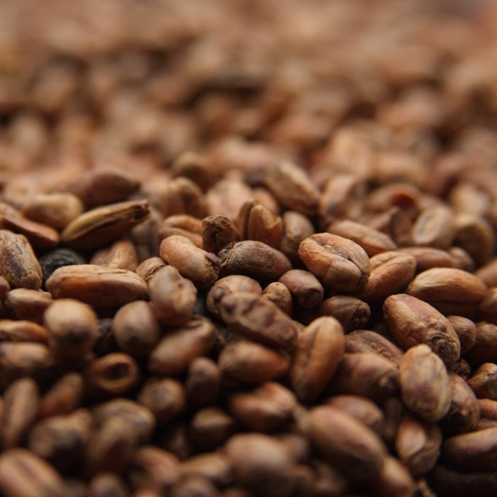CaraWheat (1 lb.)