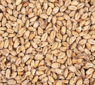Dark Wheat (1 lb.)