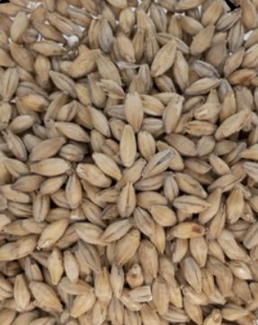 Floor Malted Bohemian Pilsner (1 lb.)