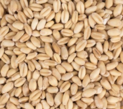 White Wheat (1 lb.)