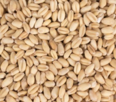 White Wheat (1 lb.)