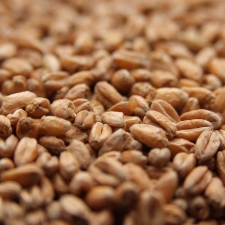 German Smoked Wheat (1 lb.)