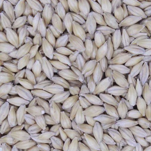 Llano Pilsner (1 lb.)