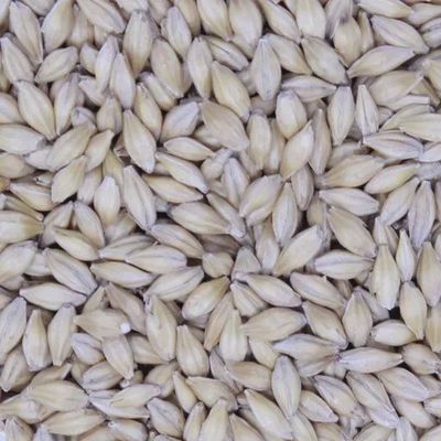 Llano Pilsner (1 lb.)