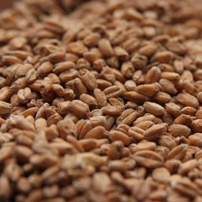 Red Wheat (1 lb.)