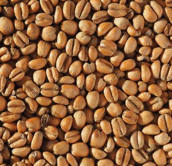 Torrefied Wheat (1 lb.)