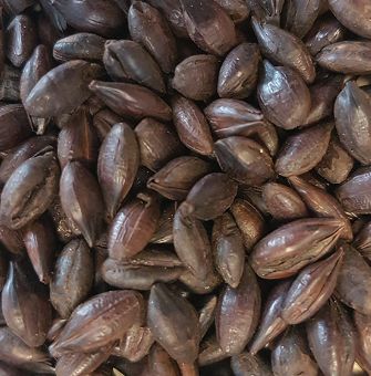 Roasted Barley (1 lb.)
