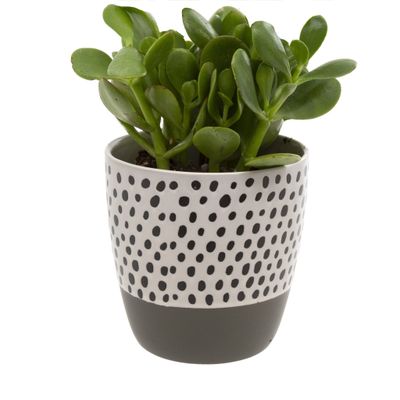 Polkadot Pot