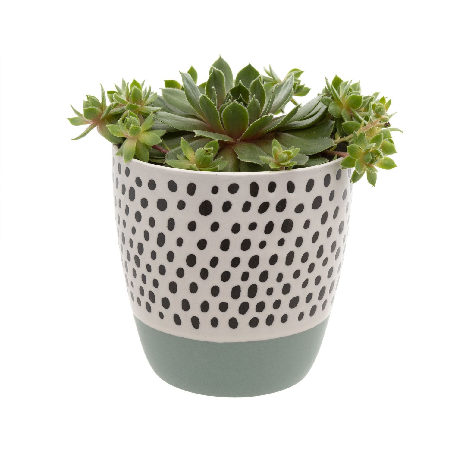 Polkadot Pot, Color: Blue