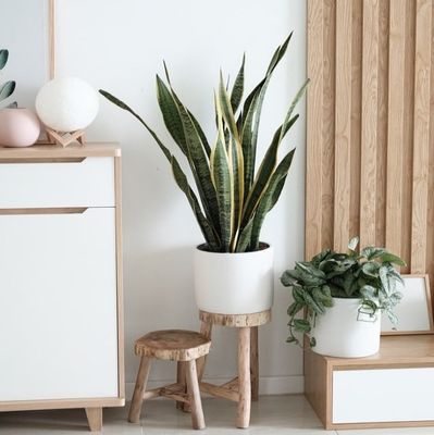 Home &amp; Decor