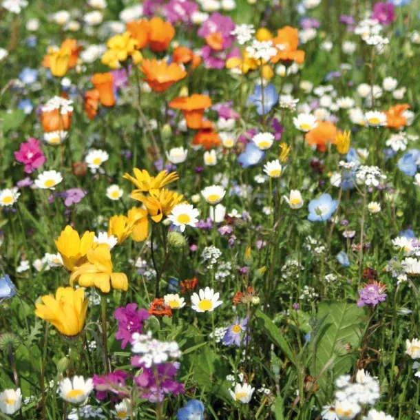 Blumenwiese dauerhafte Mischung ein-/mehrjährig, 60 g