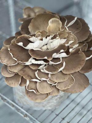 Italian Oyster