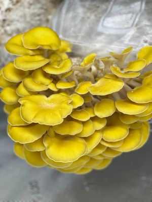 Golden Oyster