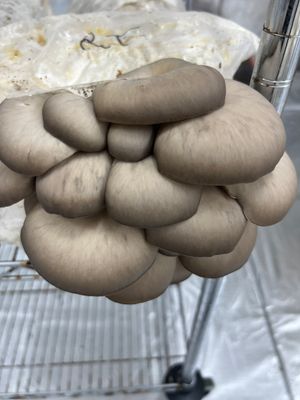 Rocky Top Oyster Mushroom