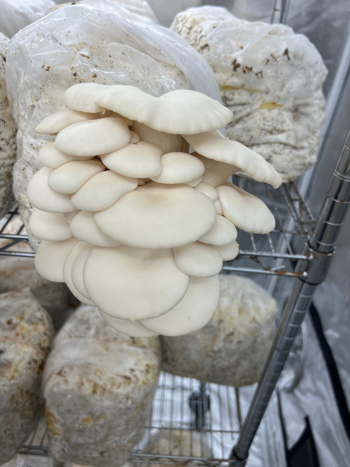 Snow Oyster