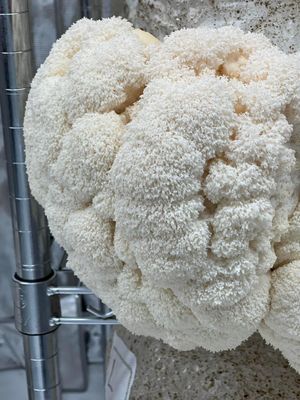 Lion’s Mane