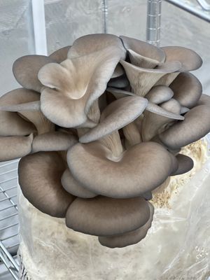 Blue Oyster