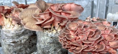 Pink Oyster