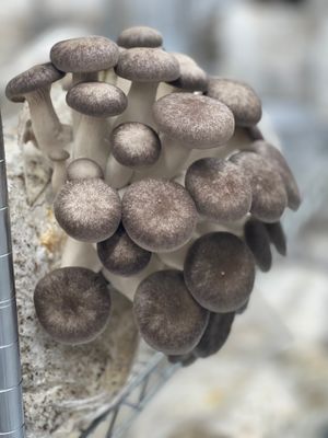Black Pearl Mushroom