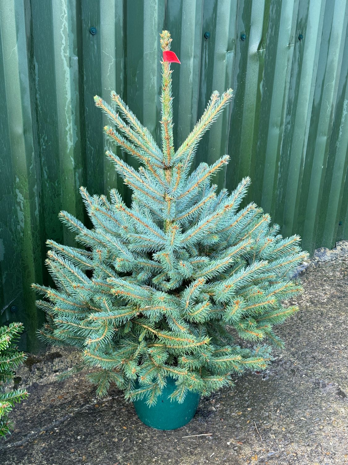 Blue Spruce Pot Grown tree 80cm- 100cm