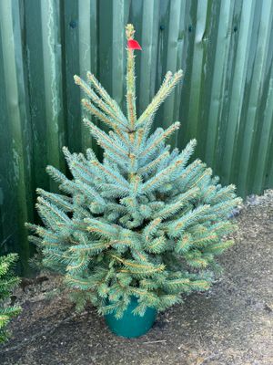 Blue Spruce Pot Grown tree 80cm- 100cm