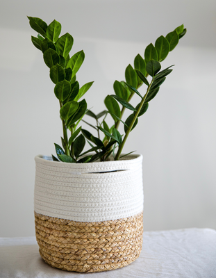Indoor &amp; Outdoor Plants