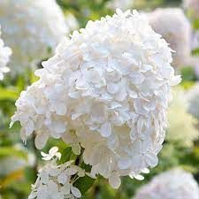 Silver Dollar Hydrangea