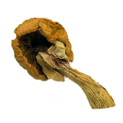 Golden Teacher
