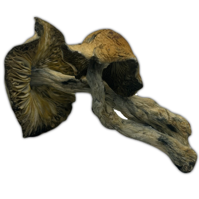 Makilla Gorilla