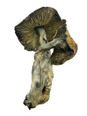 Makilla Gorilla