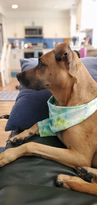 Plain Dog Bandanas