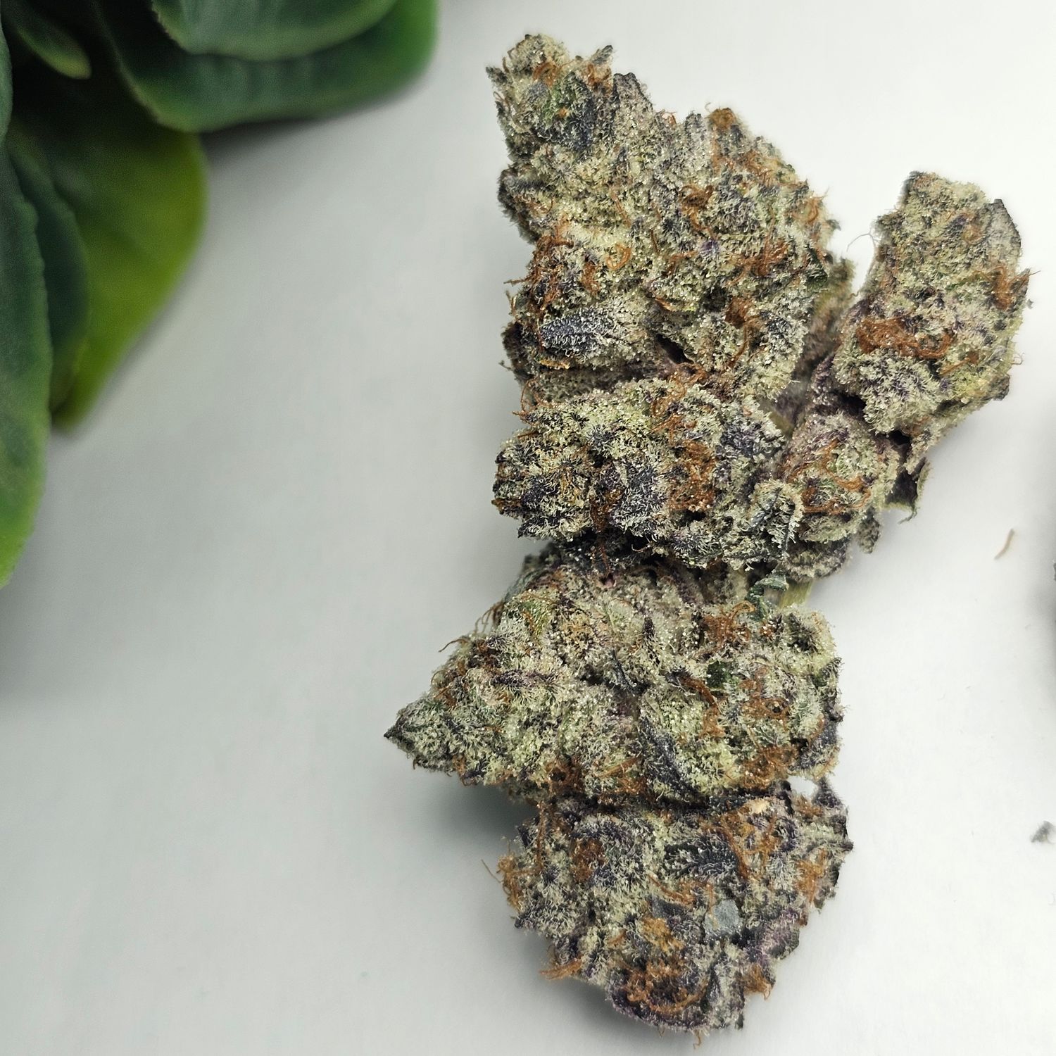 Oreos - (BC Exotic) - AAAA+