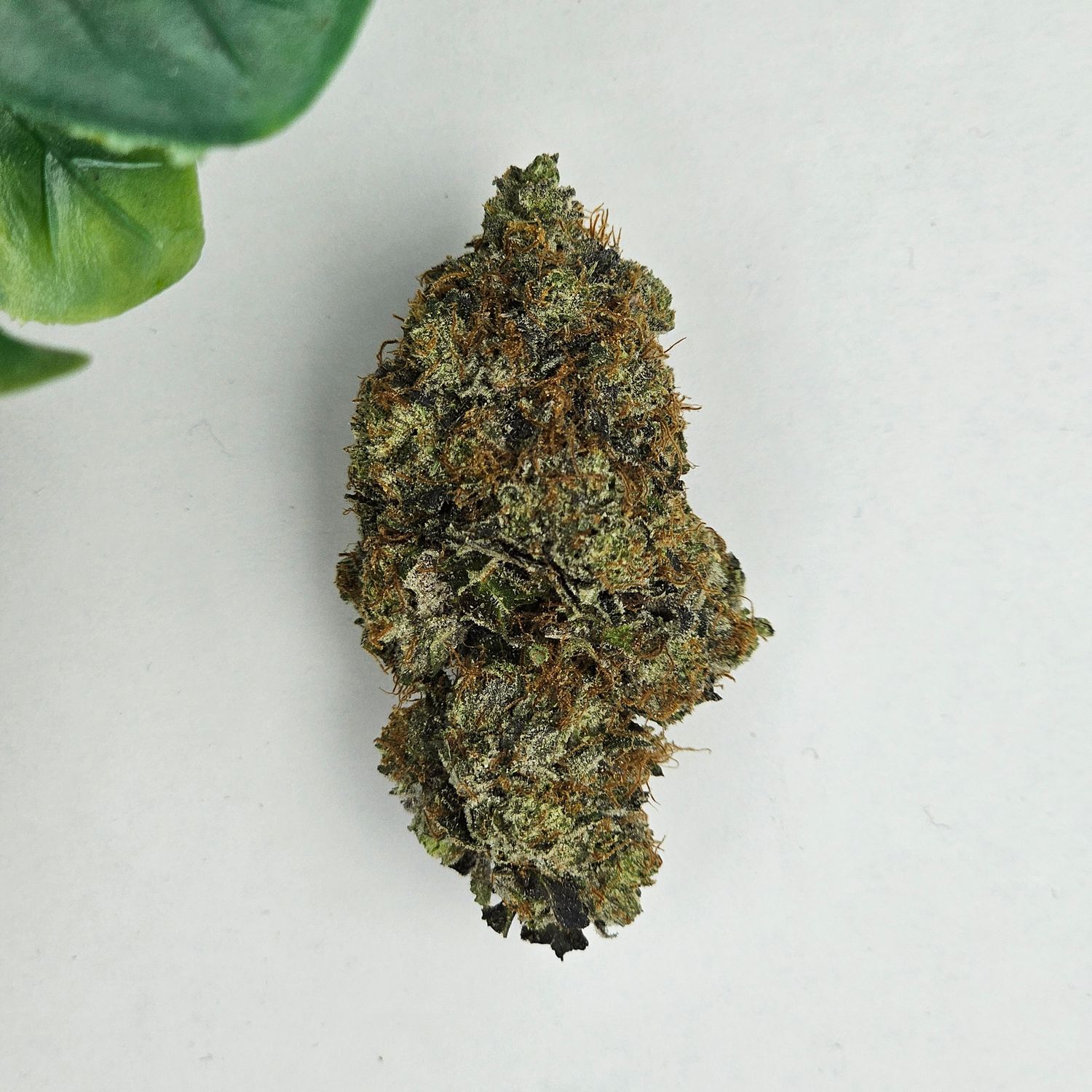Pink Gas Face - (BC Exotic) - AAAA+