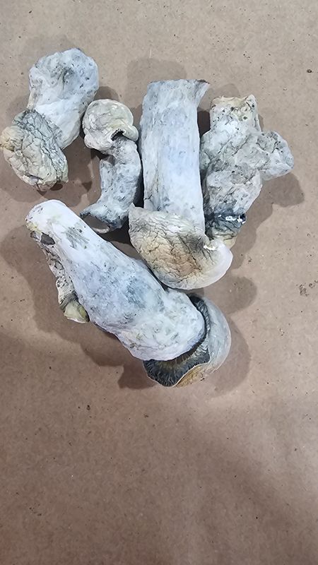 Magic Mushrooms