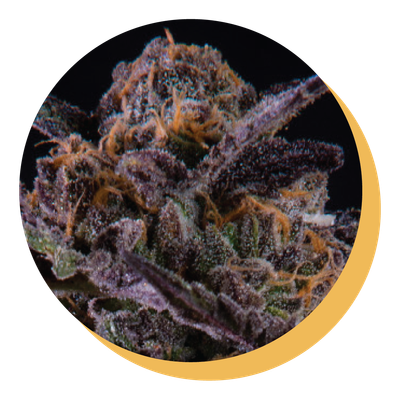 Pink Kush, Station House (1x0.5g) Pre-Roll