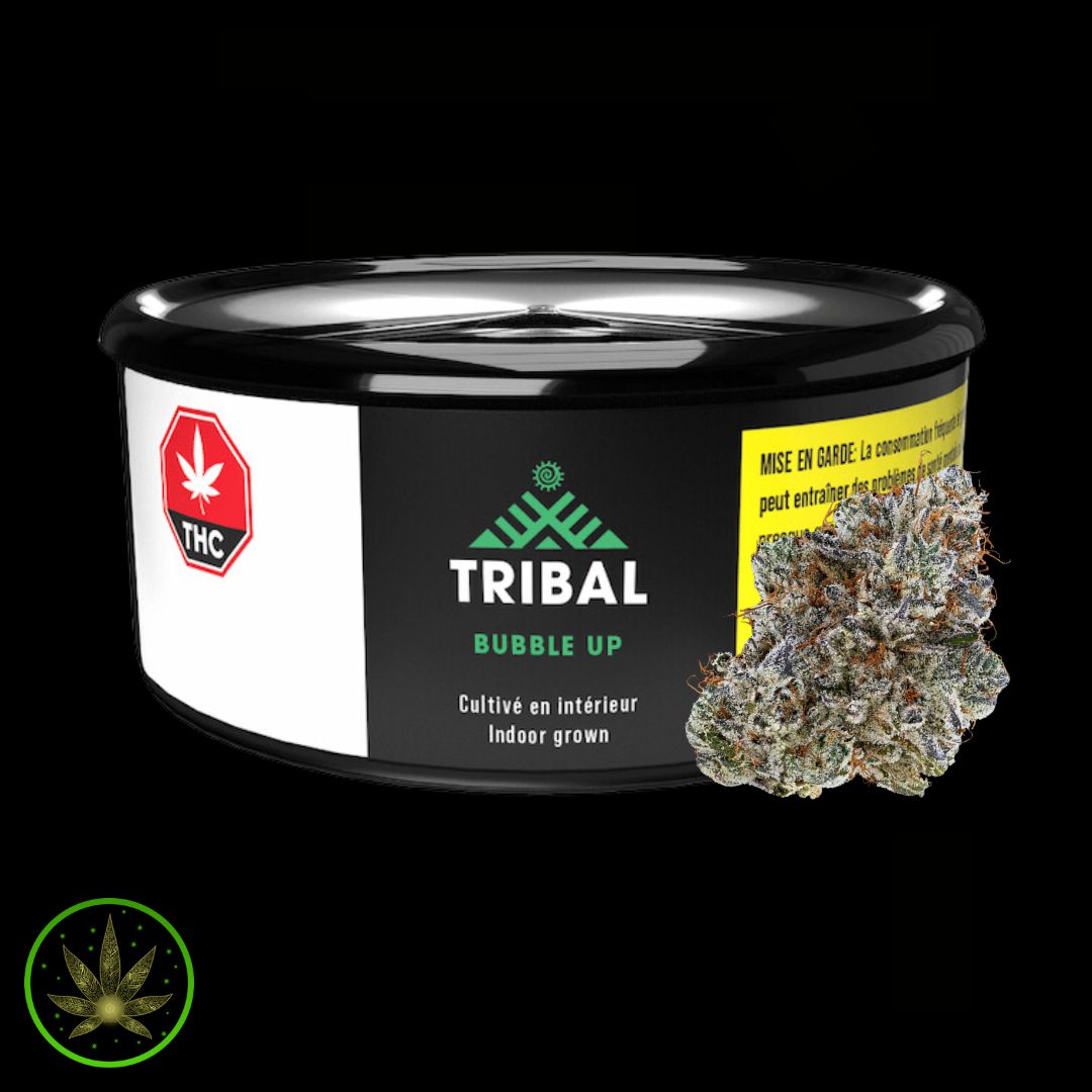 Bubble Up, Tribal (3.5g) Dried Flower