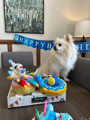 BarkDay Wuff Box