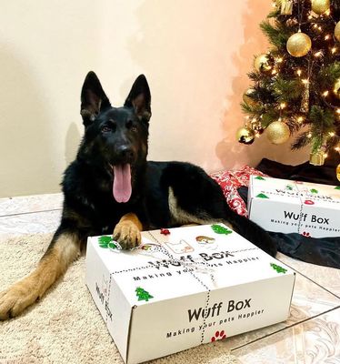 Mega Paw Holiday Wuff Box