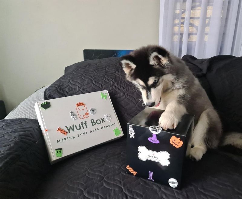 Howl-O-Ween Wuff Box