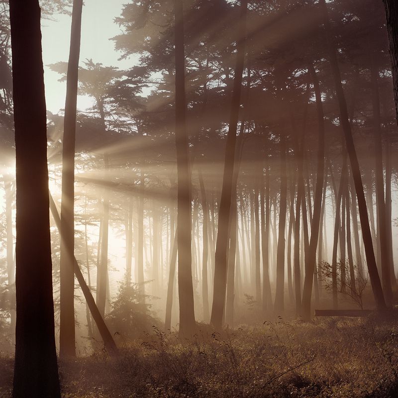 Never Forget The Light