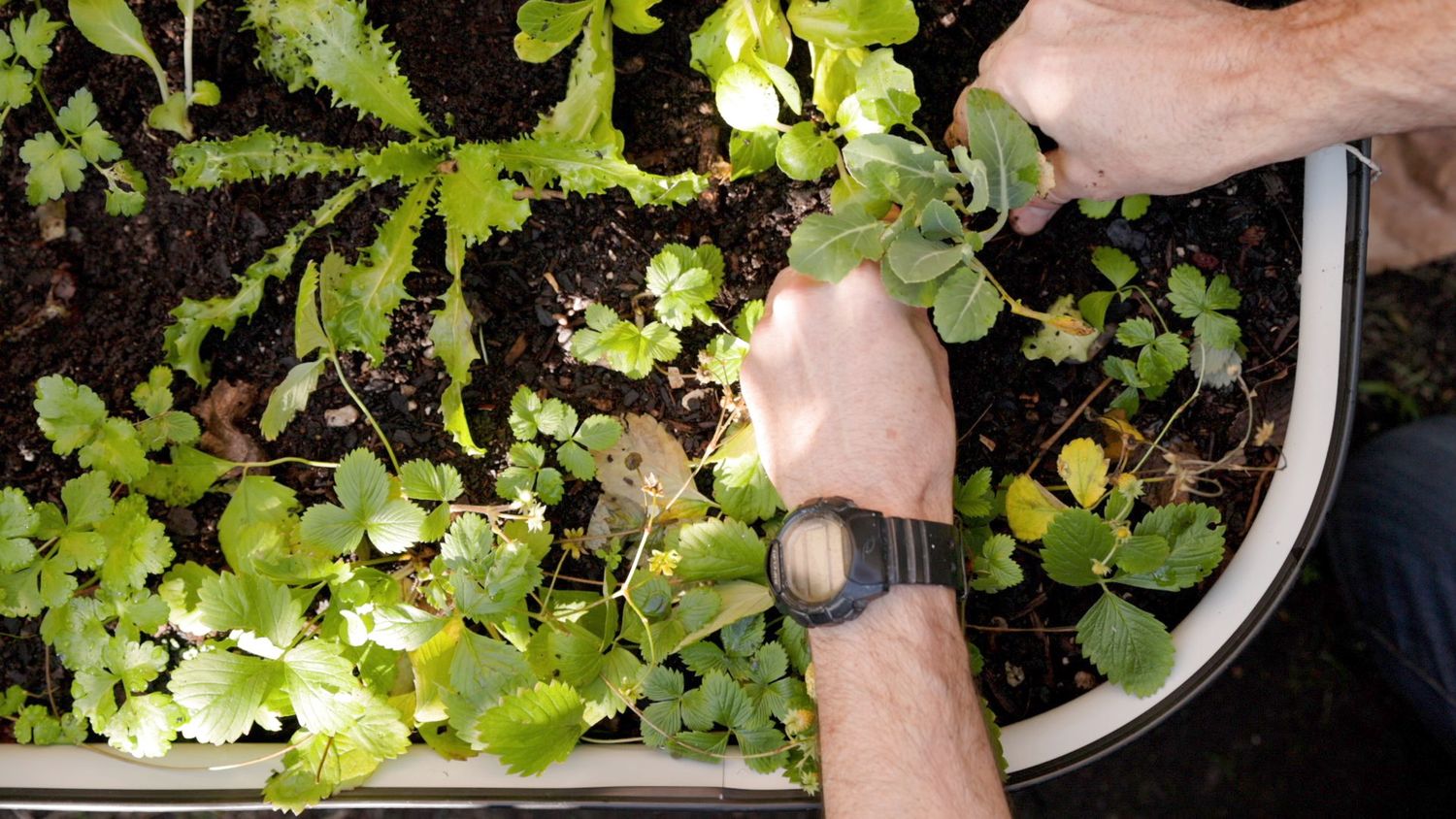 Monthly Renewal - Plastic Free Seedling Box (Bay of Plenty &amp; Auckland Only)