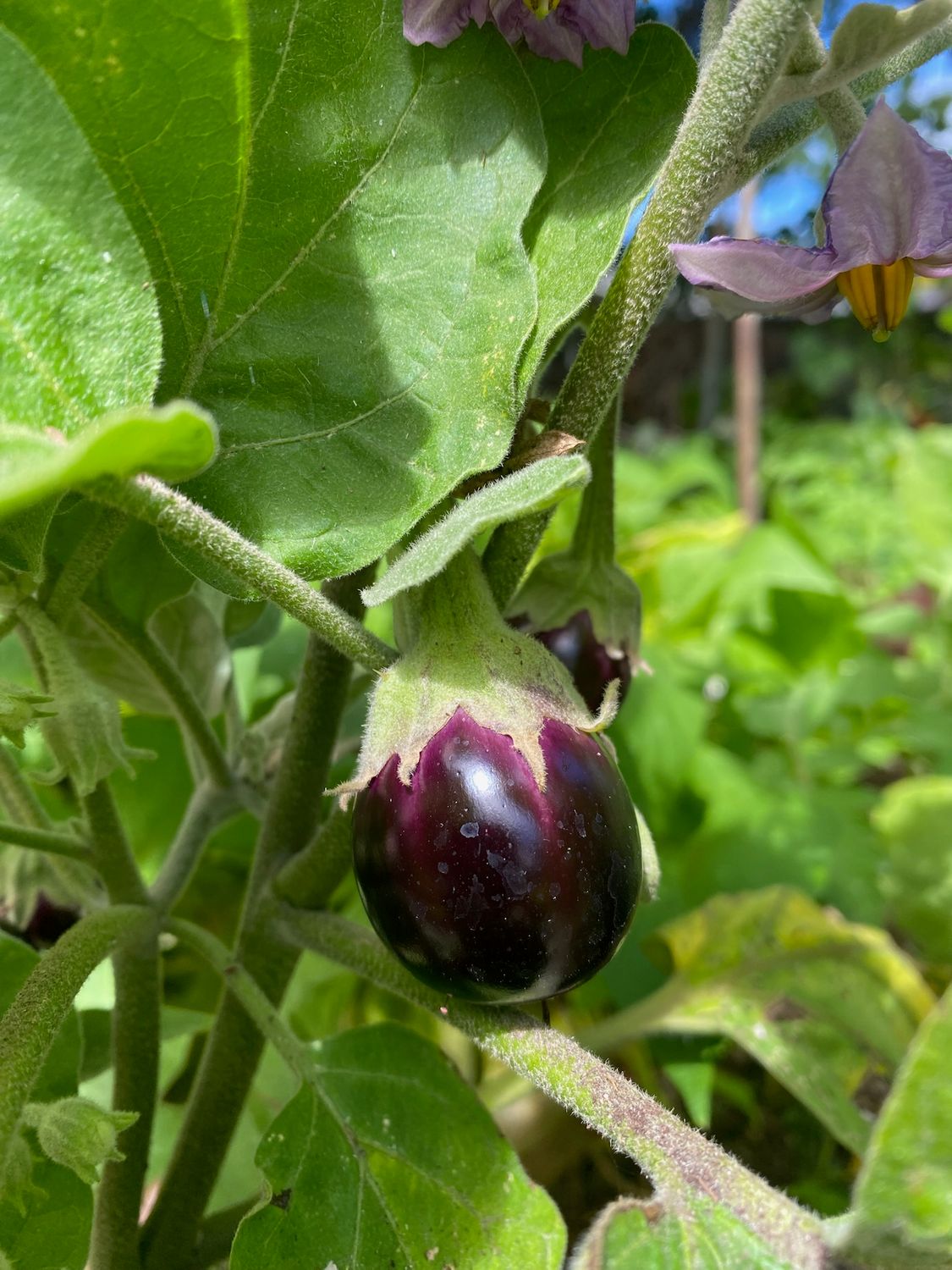 3-Month Seedling Subscription - Includes $20 Membership (North Island Only)