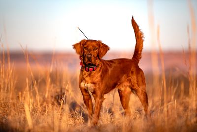 Dog Supplies