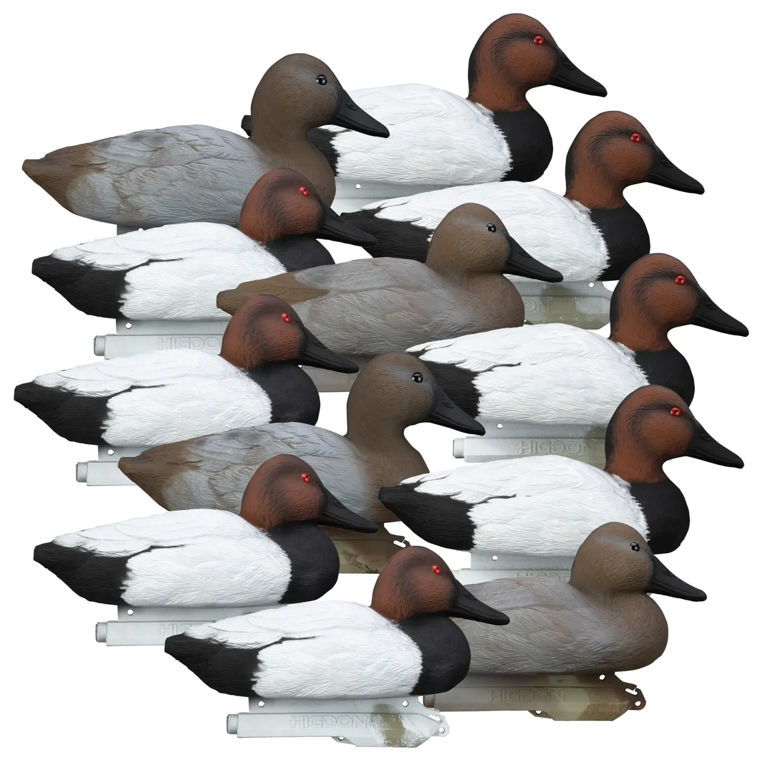 Higdon Standard Canvasback